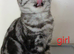 Bsh. Kittens looking for home.