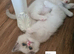 Beautiful ragdoll kittens