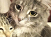 Tabby Kittens (Stevenage)