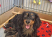 Last Wonderful KC Registered Miniature Longhaired Dachshund Puppy