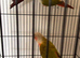 Baby conure Glasgow