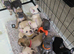 French bulldog puppies