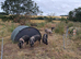 Boars Saddleback cross