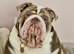 Stunning English Bulldog Puppies