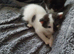 Two Cats fore sell