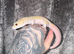 Various adult leopard geckos