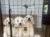 Stunning KC reg Show line Golden Retriever Puppies