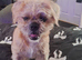 Shih tzu x frenchie
