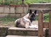 Female American Akita
