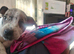beautiful staffy female puppy