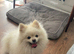 URGENT!! POM BEAR BOY PLEASE READ ALL OF MY ADD. READVERTISED