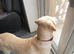 Labrador stud kc registered