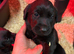Stunning Black Boy Lab pup
