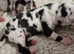 Kc reg, proven, health tested great dane stud
