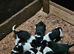 Border collies