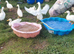 Free to good home 2 x Aylesbury Drakes