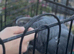 African grey for sale