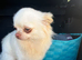KC DNA tested chihuahua stud
