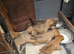 Plummer cross lakeland terrier puppy's