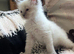 Beautiful Ragdoll kittens