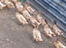 Khaki campbell ducklings