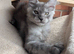 Maine Coon boy available