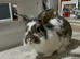 Male rabbit