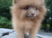 Last beaver lilac female puppy available