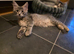 Maine Coon TICA registered Champiom Bloodline Kittens for Sale