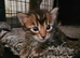 Cashmere bengals