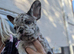 French bulldog girls