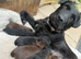 7 beautiful patterdales almost ready for there forever homes