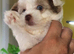 Rare Colour Yorkshire Terriers IHR DNA Tested