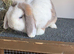 Mini lop Doe