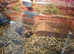 Female tortoise