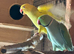 Yellow and blue Indian ringneck pair