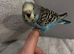 Baby  Budgie seven weeks old (Blue Pied Yellow Face)
