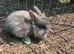 Lop Lionhead  for sale