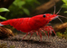 RED SHRIMPS CHERRY SHRIMPS ONLY £1 EACH