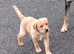 Labrador puppy