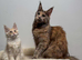 Only one stunning boy left. Tica registered