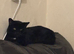X1 Adult Male Cat for Rehoming