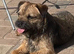 Loving forever home needed for border terrier bitch