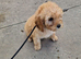9 Week Old Cockapoo Puppies Looking for Forever Homes