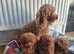 Red Toy Poodle Puppies