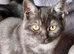 British Shorthair Kittens Ready To Go