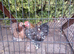 A pair of Pekin bantams 4 months old