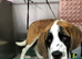 Saint Bernard