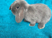 Mini lop bunnies 8 weeks old