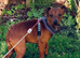 Three Male Miniature Pinscher Puppies